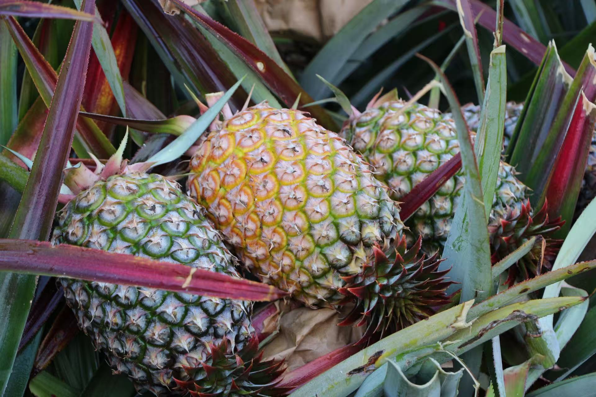 非凡娱乐鲜果金钻凤梨