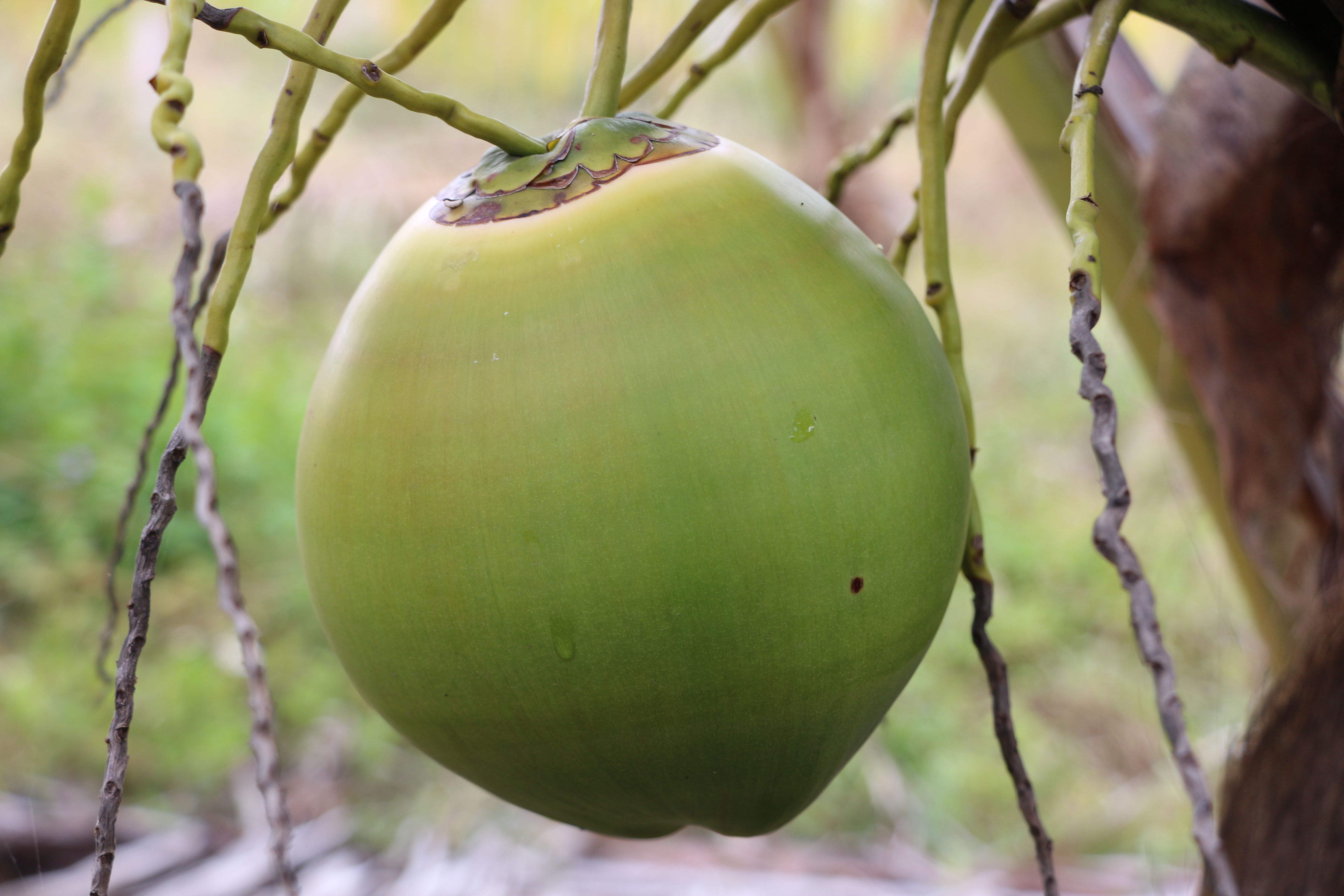 非凡娱乐鲜果椰青
